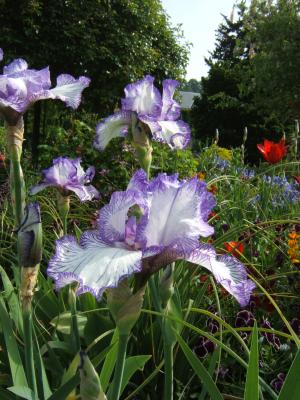 iris in monet garden