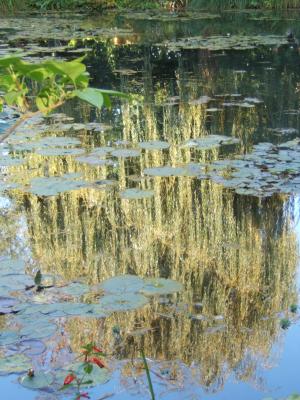 claude monet lake, reflection of weeping willow